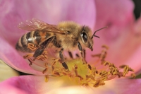 Bee 5